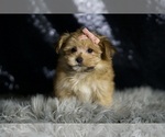 Small #4 Morkie