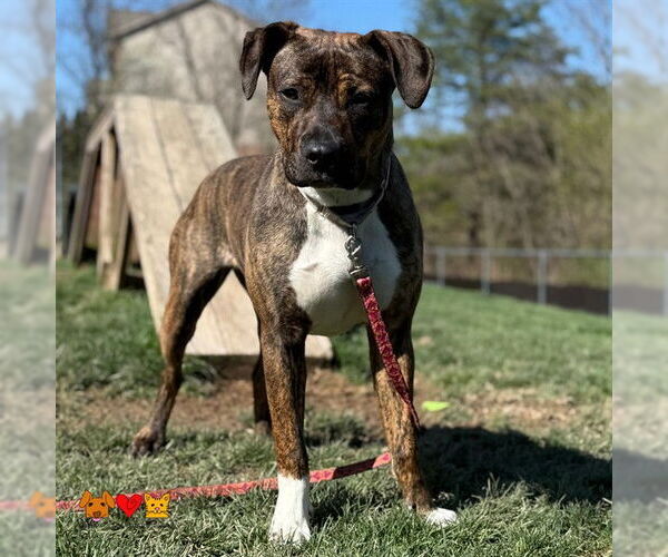 Medium Photo #1 American Pit Bull Terrier-Unknown Mix Puppy For Sale in Center Township, PA, USA