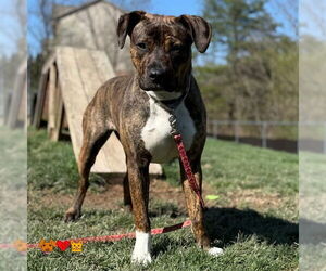 American Pit Bull Terrier-Unknown Mix Dogs for adoption in Center Township, PA, USA
