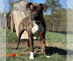 Small American Pit Bull Terrier Mix