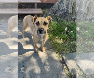 Peanut - Female Boxer-Unknown Mix Dog for Adoption - Photo #4