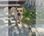 Small Photo #4 Boxer-Unknown Mix Puppy For Sale in Polson, MT, USA