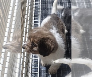 Medium Schweenie