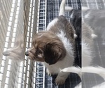 Puppy Puppy Torx Schweenie