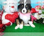 Small Photo #2 Australian Shepherd Puppy For Sale in HAMMOND, IN, USA