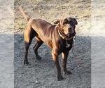 Small American Staffordshire Terrier