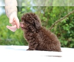 Small #19 ShihPoo