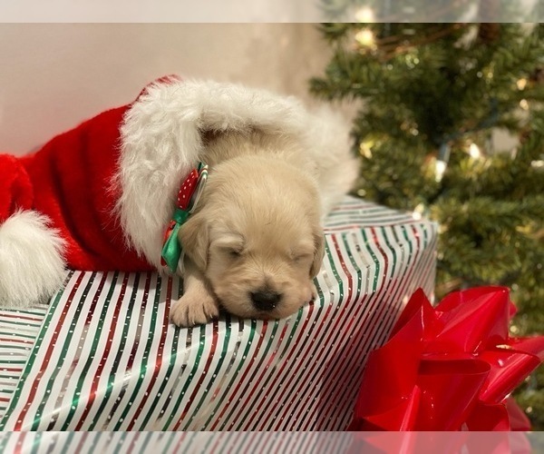 Medium Photo #3 Golden Retriever Puppy For Sale in HUNTINGTON, IN, USA