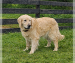 Small #1 Golden Retriever