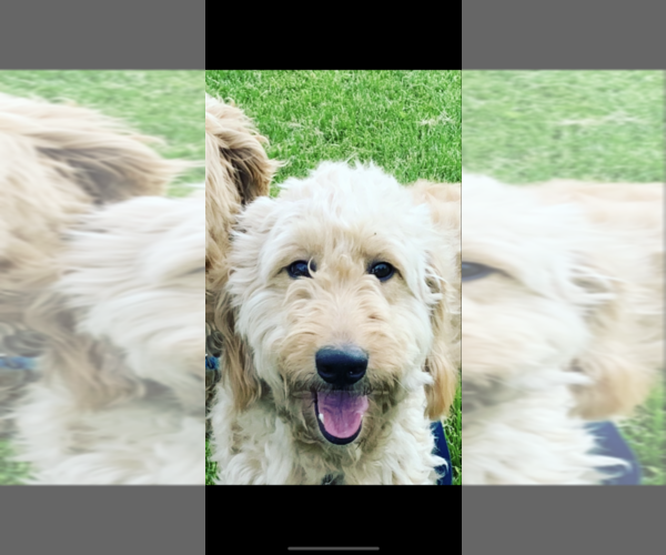 Medium Photo #1 Goldendoodle Puppy For Sale in NEWTON, IL, USA