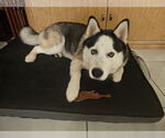 Small #2 Siberian Husky
