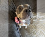 Small #2 Bulldog Mix