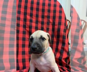 Black Mouth Cur Puppy for sale in MESA, AZ, USA