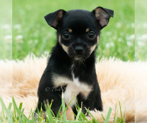 Medium Chihuahua