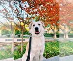 Small #8 Great Pyrenees Mix