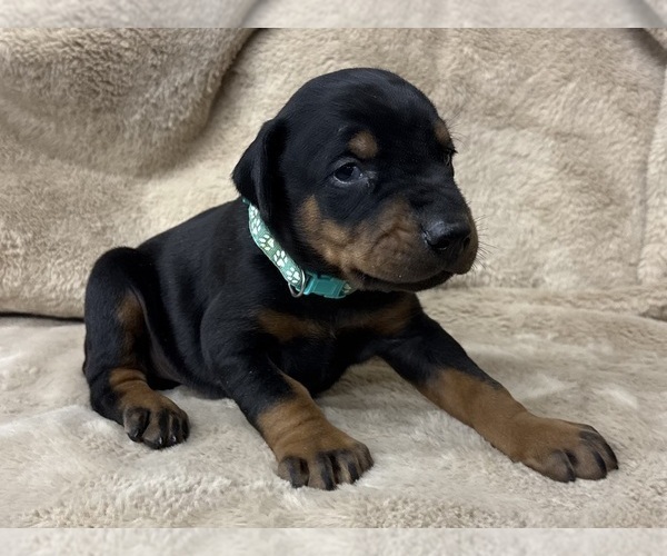 Medium Photo #14 Doberman Pinscher Puppy For Sale in NEWTON, NC, USA