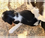 Small #13 English Springer Spaniel