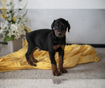 Small #1 Doberman Pinscher