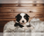 Small Photo #4 Australian Shepherd Puppy For Sale in CAMAS, WA, USA