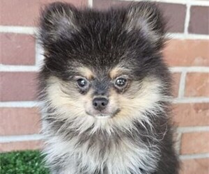 Pomeranian Puppy for sale in STUART, FL, USA
