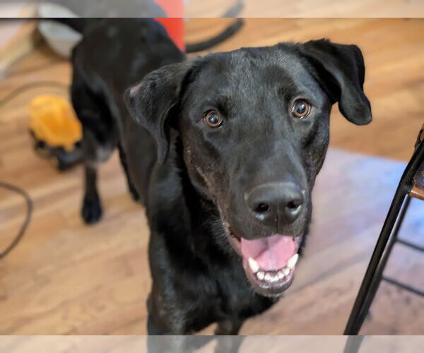 Medium Photo #10 Labrador Retriever-Unknown Mix Puppy For Sale in Sandy, UT, USA