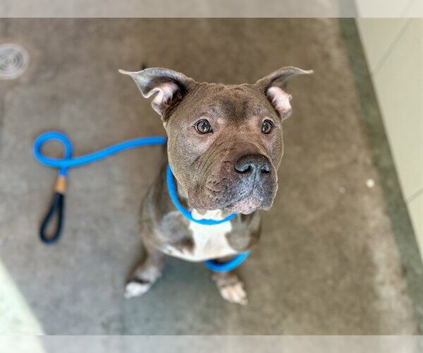 Medium Photo #1 American Pit Bull Terrier Puppy For Sale in Tavares, FL, USA