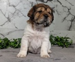 Small Photo #8 Cocker-Pei Puppy For Sale in GOSHEN, IN, USA