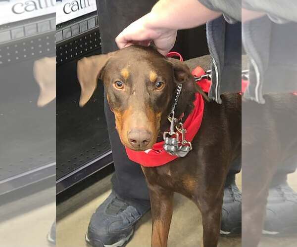 Medium Photo #2 Doberman Pinscher Puppy For Sale in Buffalo, MN, USA