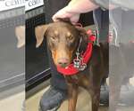 Small Photo #2 Doberman Pinscher Puppy For Sale in Buffalo, MN, USA