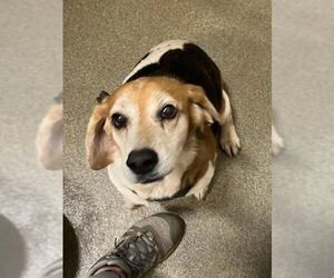 Medium Beagle