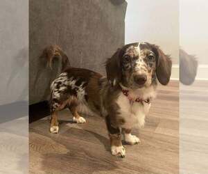 Dachshund Puppy for sale in CRANFORD, NJ, USA