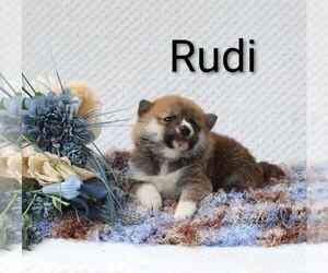 Medium Shiba Inu