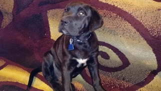 American Pit Bull Terrier-Cane Corso Mix Puppy for sale in ALSIP, IL, USA