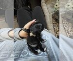 Small #1 Miniature Pinscher
