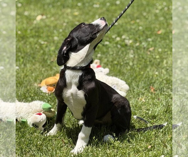 Medium Photo #2 Mutt Puppy For Sale in Yardley, PA, USA