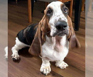 Basset Hound Dogs for adoption in Deepwater, NJ, USA