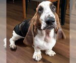 Small Basset Hound