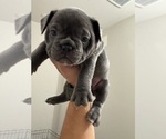 Small #3 French Bulldog