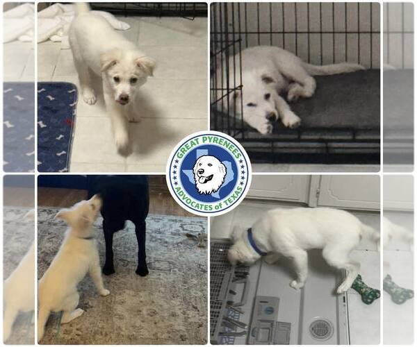 Medium Photo #1 Great Pyrenees-Red Heeler Mix Puppy For Sale in Houston, TX, USA