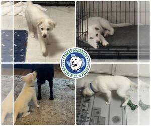 Great Pyrenees-Red Heeler Mix Dogs for adoption in Houston, TX, USA