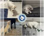 Small Great Pyrenees-Red Heeler Mix