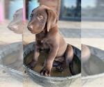 Small Photo #12 Labrador Retriever Puppy For Sale in MANSFIELD, MO, USA