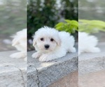Small #3 Coton de Tulear-Poodle (Toy) Mix