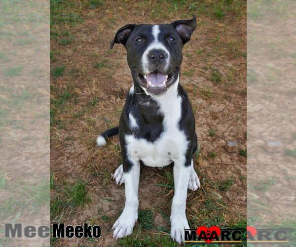 Medium Photo #13 Great Dane-Unknown Mix Puppy For Sale in Maryville, TN, USA