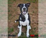 Small #12 Great Dane Mix