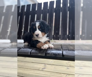 Bernese Mountain Dog Puppy for sale in LAWRENCEBURG, TN, USA