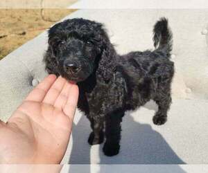Poodle (Standard) Puppy for sale in BUCKLEY, WA, USA