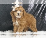 Puppy Coffee AKC Poodle (Toy)