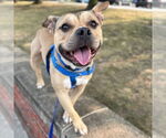 Small #1 American Pit Bull Terrier