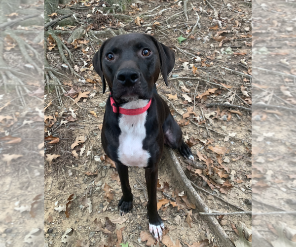 Medium Photo #1 Labrador Retriever-Unknown Mix Puppy For Sale in Holly Springs, NC, USA